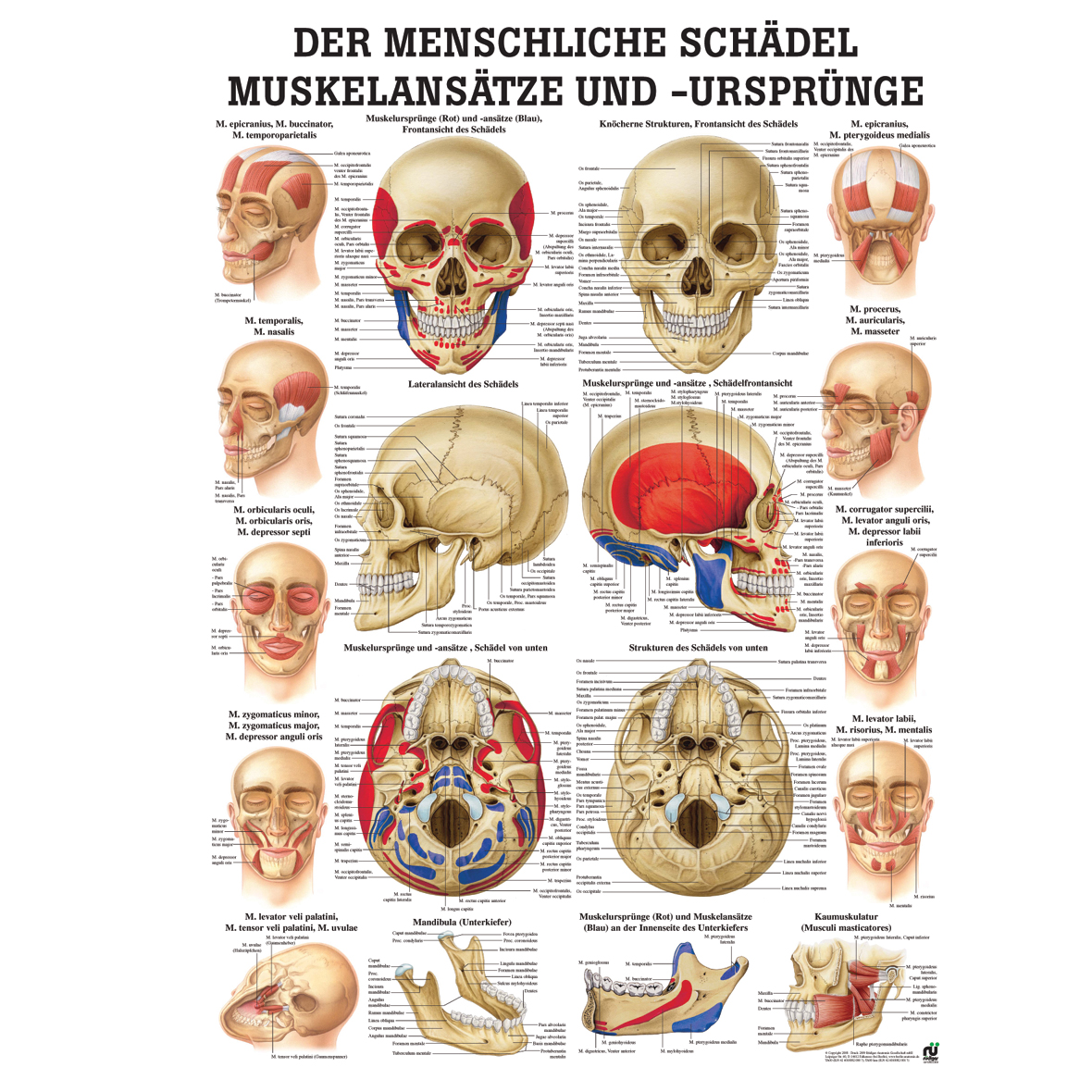 Anatomische Lehrtafel "Der menschliche Schädel, Muskelansätze"